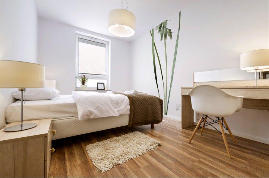 St Bernard lily illustration  Mural print