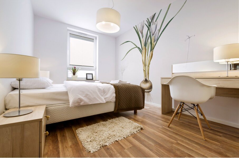 Silvery crocus illustration  Mural print