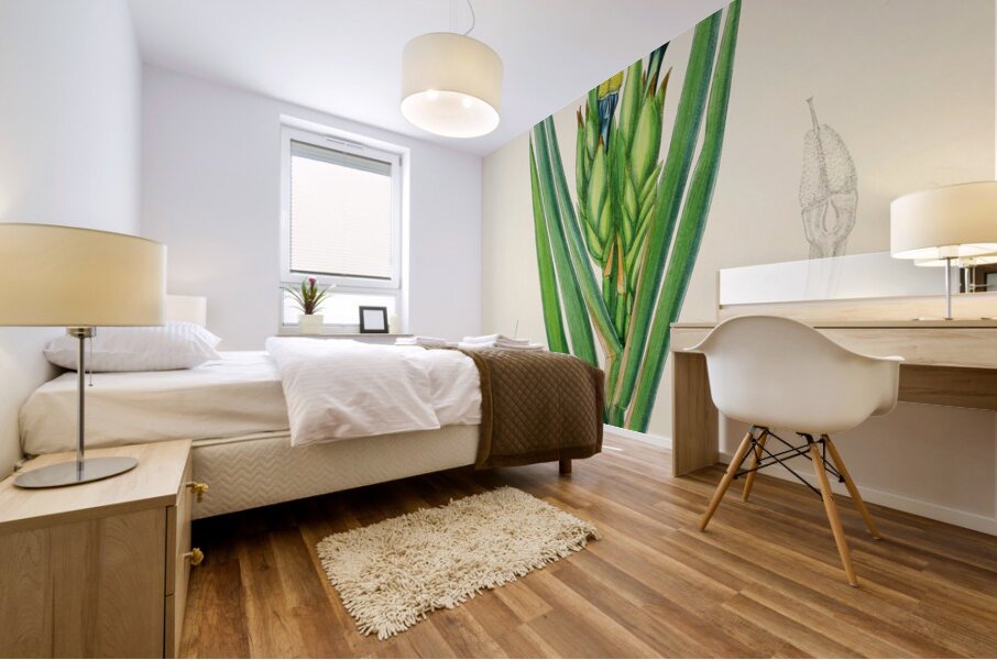 Witsenia Maura Mural print