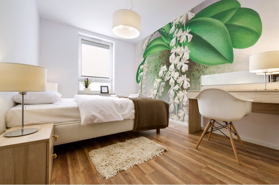 Angraecum citratum Mural print