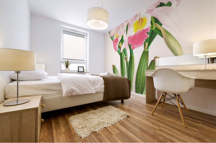 Cattleya Mendeli Mural print