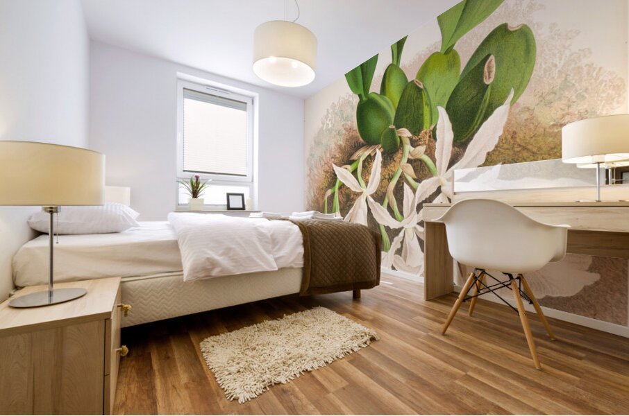 Trichopilia Suavis Mural print