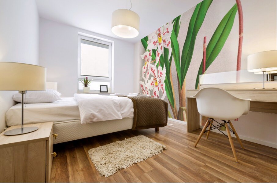 Odontoglossum alexandrae var cutsemianum Mural print