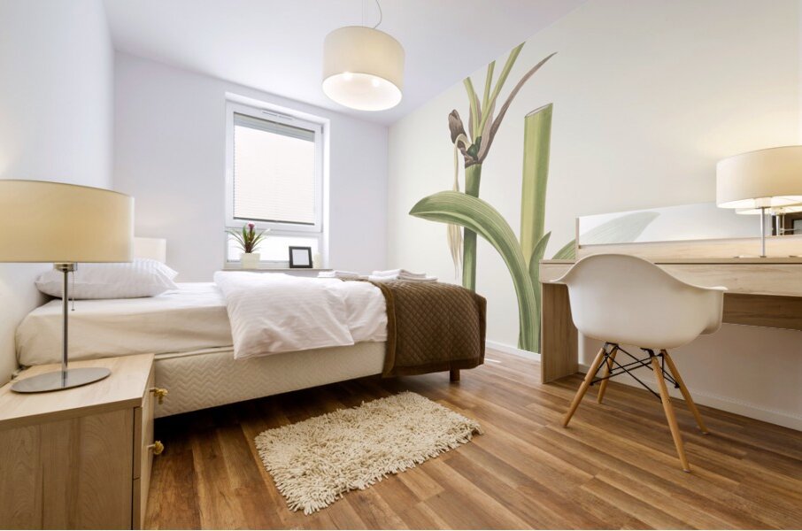 Pancratium Calathinum. 1834 Mural print