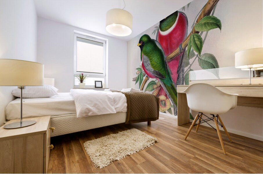 John Gould trogons 016 Mural print