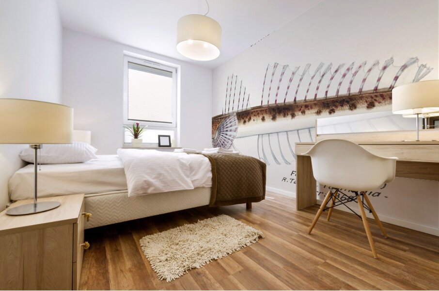 Antique fish platycephalus sp flathead South Pacific Fishes by Frank Edward Clarke 1849-1899.  Mural print