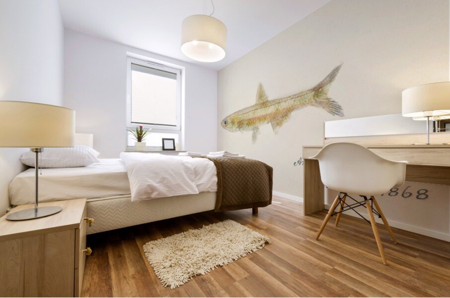 Antique fish engraulis australis anchovy South Pacific Fishes by Frank Edward Clarke 1849-1899.  Mural print