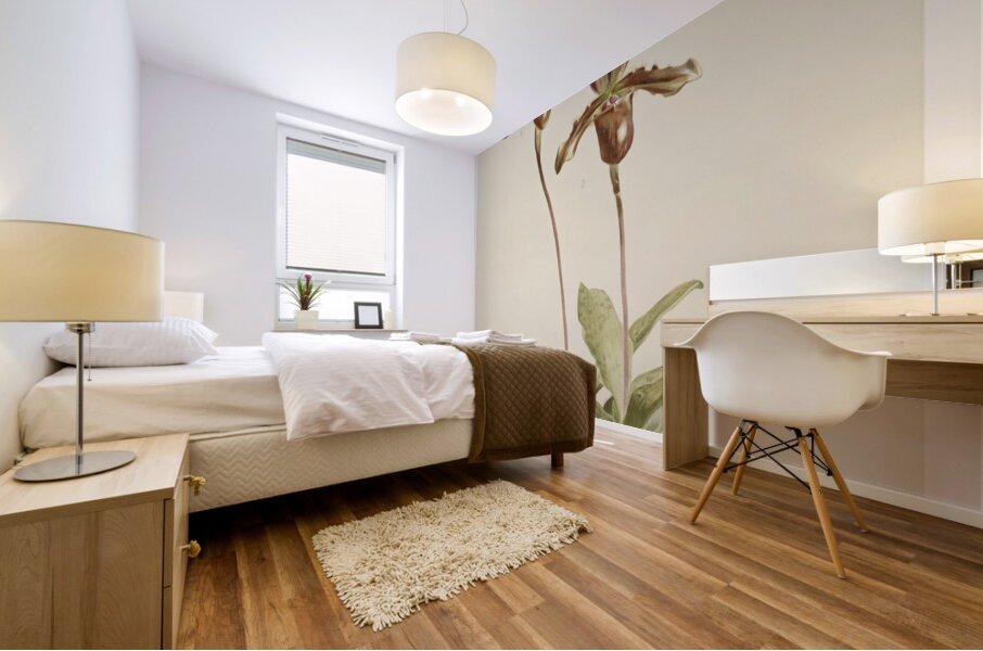 Cypripedium hybridum laucheanum cypripedium hybridum eyermanianum from Reichenbachia Orchids 1888-1894 illustrated by Frederick Sander 1847-1920.  Mural print