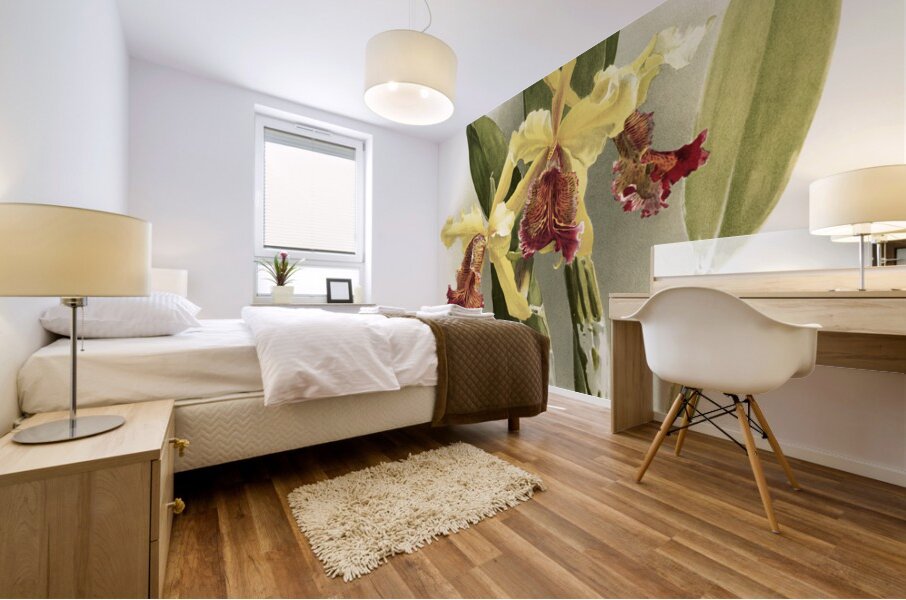 Cypripedium hybridum laucheanum cypripedium hybridum eyermanianum from Reichenbachia Orchids 1888-1894 illustrated by Frederick Sander 1847-1920.  Mural print