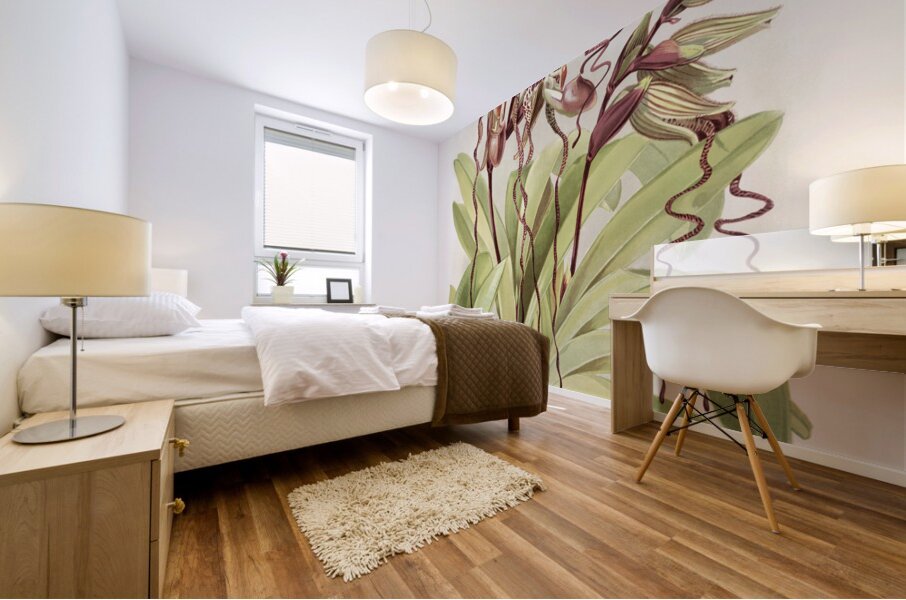 Cypripedium sanderianum from Reichenbachia Orchids 1888-1894 by Frederick Sander 1847-1920. Mural print