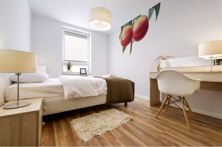 Peach Persica psillidermis from Pomona Italiana 1817 - 1839 by Giorgio Gallesio 1772-1839.  Mural print