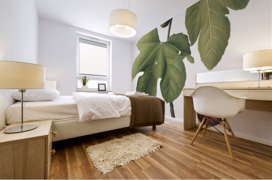 Briansole figs Ficus carica sativa from Pomona Italiana 1817 - 1839 by Giorgio Gallesio 1772-1839.  Mural print