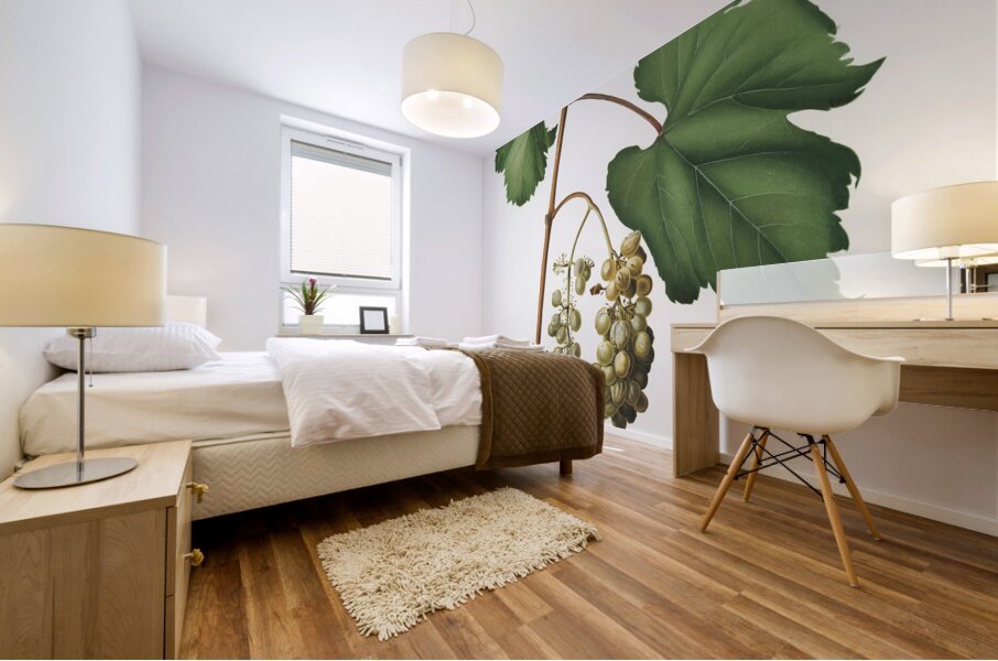 Friuili grape Vitis vinifera Forojuliensis from Pomona Italiana 1817 - 1839 by Giorgio Gallesio 1772-1839.  Mural print