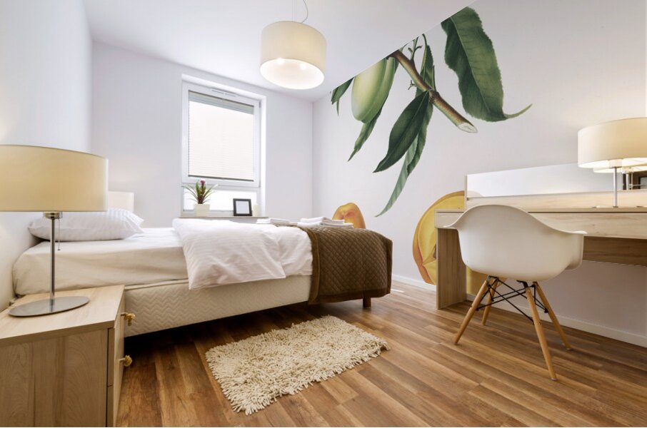 Apricot Pesca Natalina from Pomona Italiana 1817 - 1839 by Giorgio Gallesio 1772-1839.  Mural print