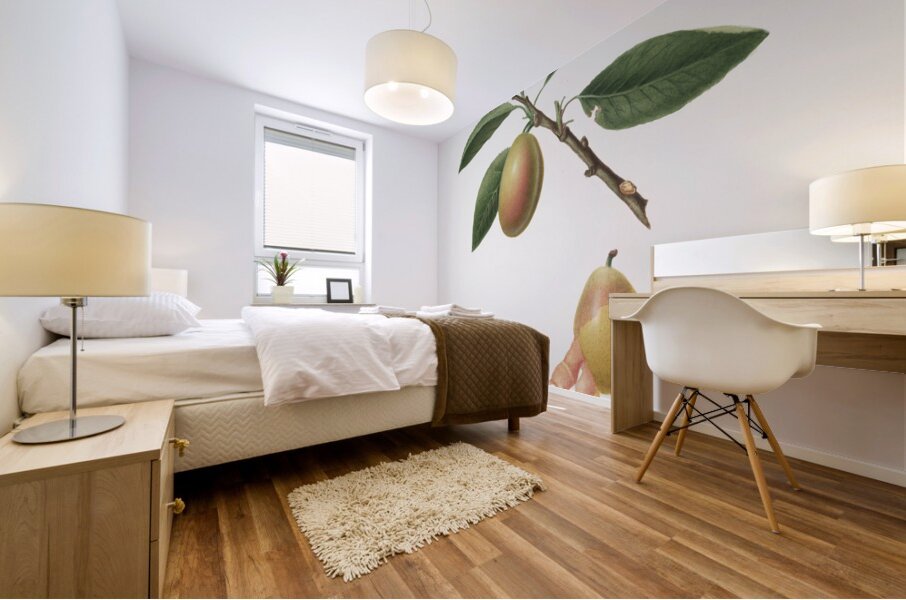 Armenian plum Prunus armeniaca from Pomona Italiana 1817 - 1839 by Giorgio Gallesio 1772-1839.  Mural print