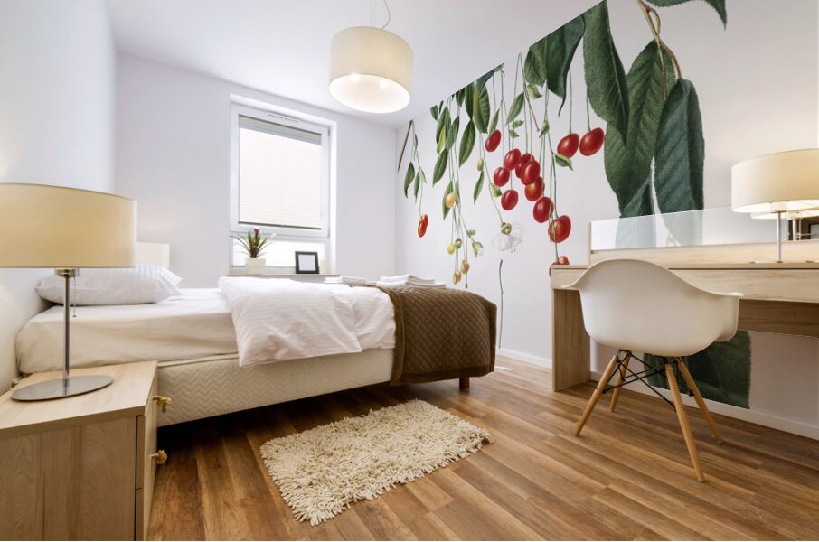 Visciola Cherries Cerasus visciola from Pomona Italiana 1817 - 1839 by Giorgio Gallesio 1772-1839.  Mural print