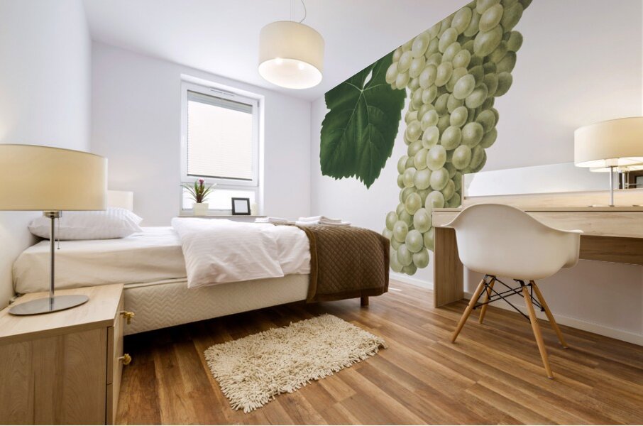 White Grape Vitis vinifera genuensis from Pomona Italiana 1817 - 1839 by Giorgio Gallesio 1772-1839.  Mural print