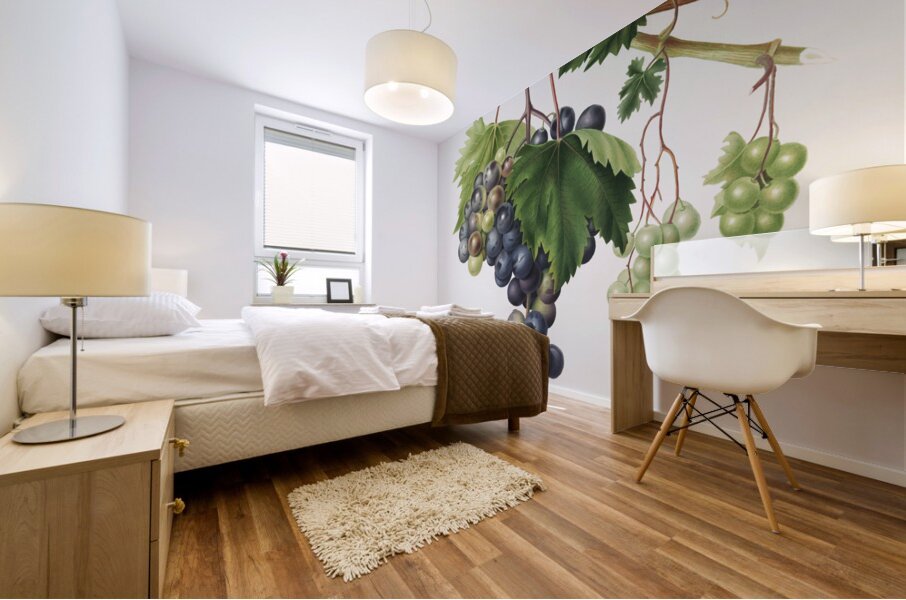 Grape from Ischia Viti vinifera vegetatione insana from Pomona Italiana 1817 - 1839 by Giorgio Gallesio 1772-1839.  Mural print