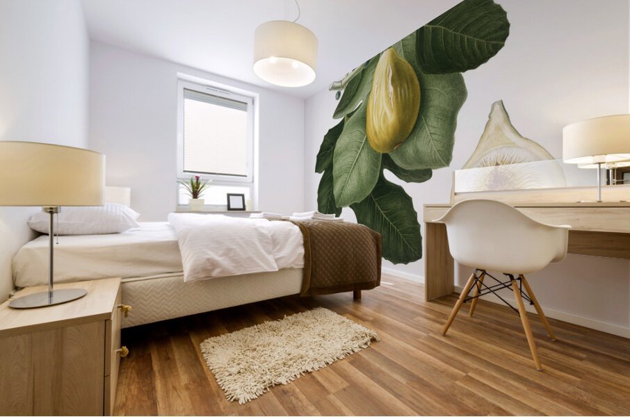 Common Fig Ficus carica sativa from Pomona Italiana 1817 - 1839 by Giorgio Gallesio 1772-1839.  Mural print