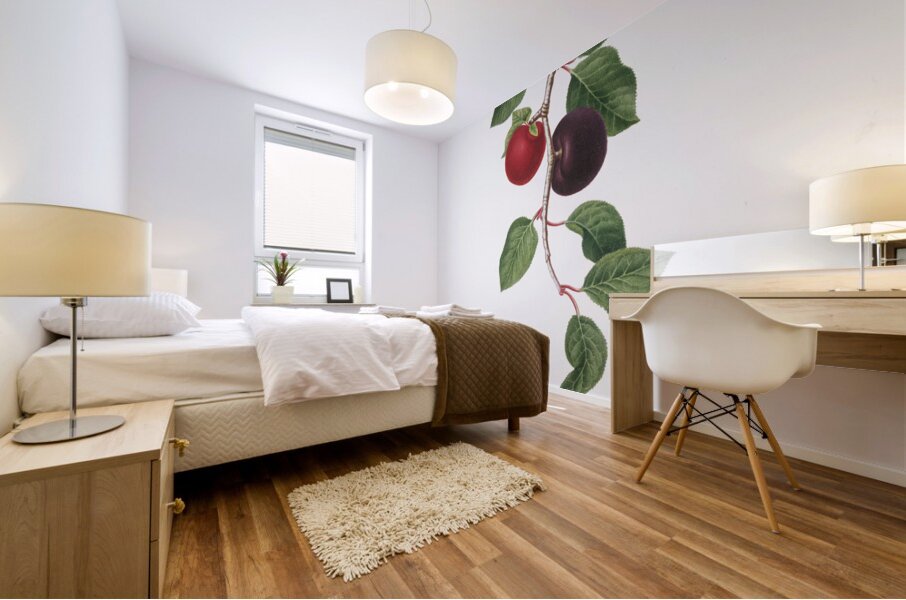 Apricot Armeniaca prunata from Pomona Italiana 1817 - 1839 by Giorgio Gallesio 1772-1839.  Mural print