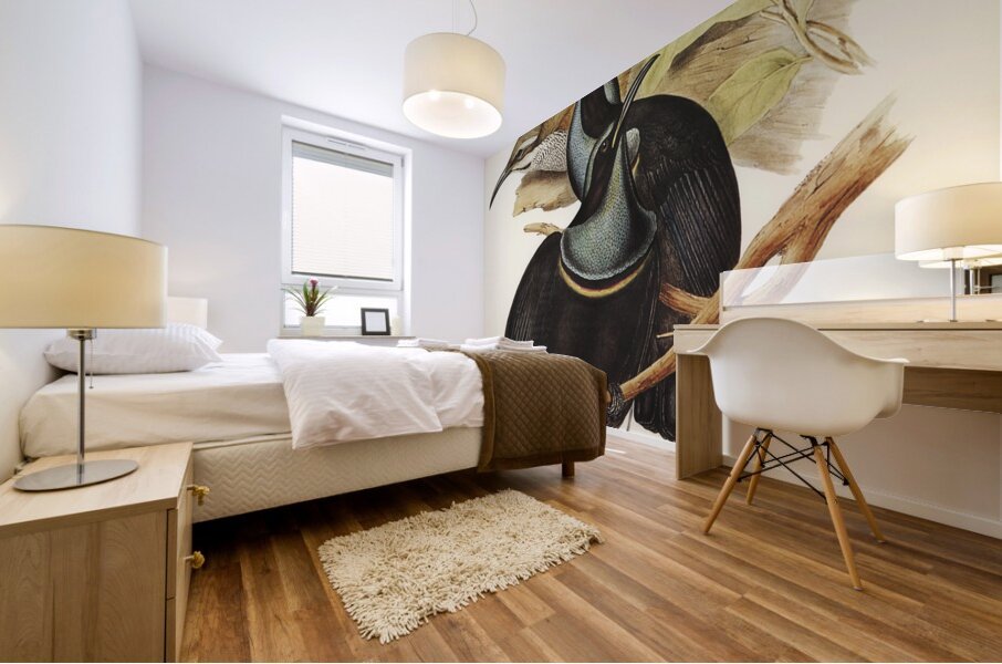 Magnificent Rifle-bird Ptiloris magnifica illustrated by Elizabeth Gould 1804–1841 for John Gould’s 1804-1881 Birds of Australia  Mural print