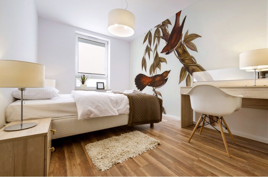 Rufous-fronted Fantail Rhipidura rufifrons illustrated by Elizabeth Gould 1804–1841 for John Gould’s 1804-1881 Birds of Australia  Mural print