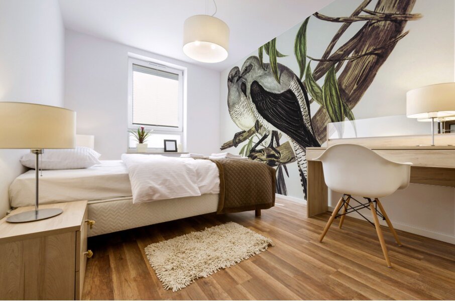 Ground Graucalus Pteropodocys Phasianella illustrated by Elizabeth Gould 1804–1841 for John Gould’s 1804-1881 Birds of Australia  Mural print