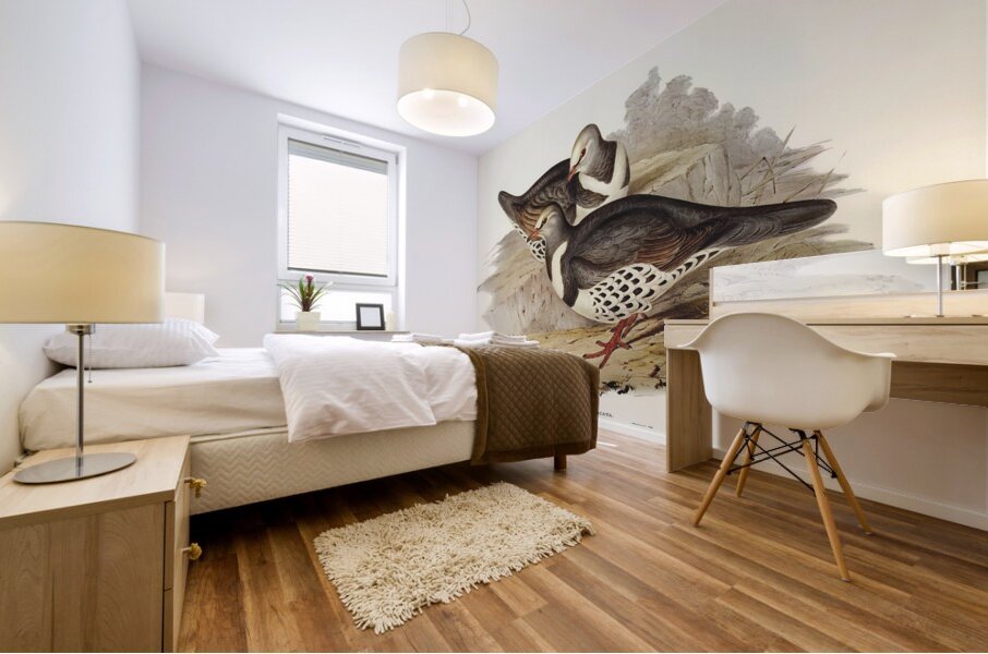 Wonga-wonga Pigeon Leucosarcia picata illustrated by Elizabeth Gould 1804–1841 for John Gould’s 1804-1881 Birds of Australia  Mural print