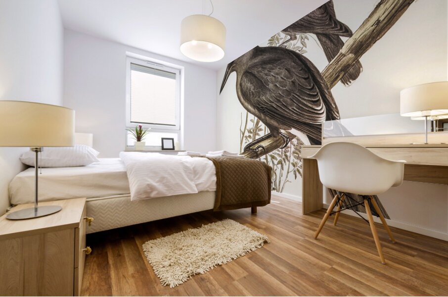 Grey Crow-Shrike Strepera Anaphonensis illustrated by Elizabeth Gould 1804–1841 for John Gould’s 1804-1881 Birds of Australia  Mural print