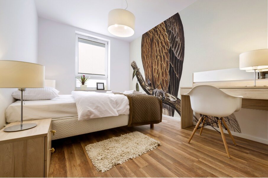 Little Australian Eagle Aquila Morphnoides illustrated by Elizabeth Gould 1804–1841 for John Gould’s 1804-1881 Birds of Australia  Mural print