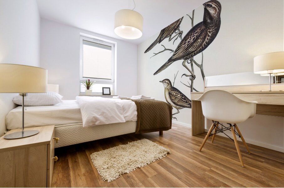 Black-breasted Songlark Cincloramphus cantillans illustrated by Elizabeth Gould 1804–1841 for John Gould’s 1804-1881 Birds of Australia  Mural print