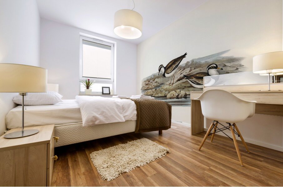 Black-fronted Dottrel Hiaticula nigrifrons illustrated by Elizabeth Gould 1804–1841 for John Gould’s 1804-1881 Birds of Australia  Mural print