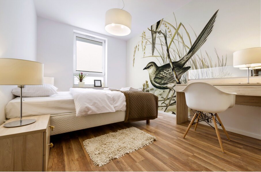 Brown Songlark Cincloramphus cruralis illustrated by Elizabeth Gould 1804–1841 for John Gould’s 1804-1881 Birds of Australia  Mural print