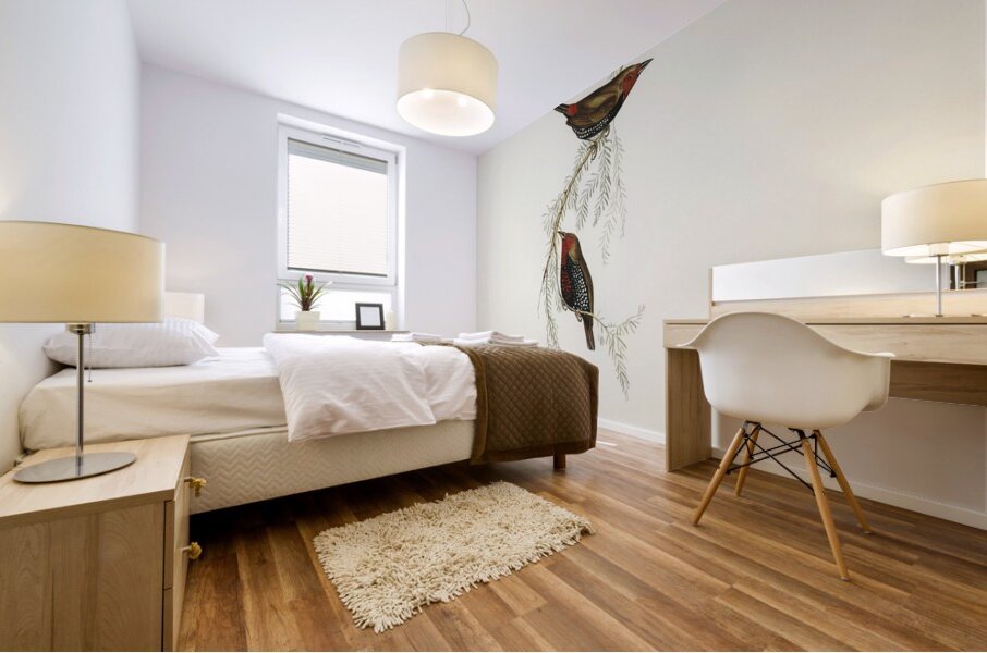 Painted Finch Emblema picta illustrated by Elizabeth Gould 1804–1841 for John Gould’s 1804-1881 Birds of Australia  Mural print