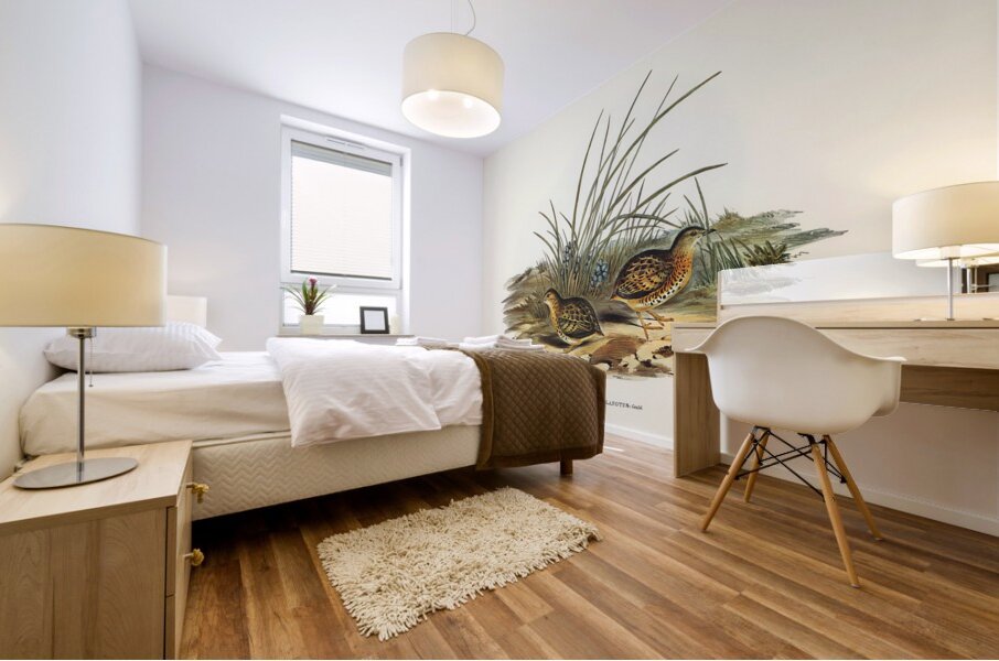 Black-backed Hemipode Hemipodius melanotus illustrated by Elizabeth Gould 1804–1841 for John Gould’s 1804-1881 Birds of Australia  Mural print