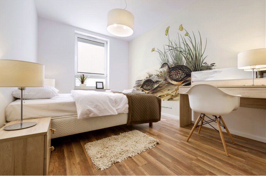 Sparkling Hemipode Hemipodius scintillans illustrated by Elizabeth Gould 1804–1841 for John Gould’s 1804-1881 Birds of Australia  Mural print