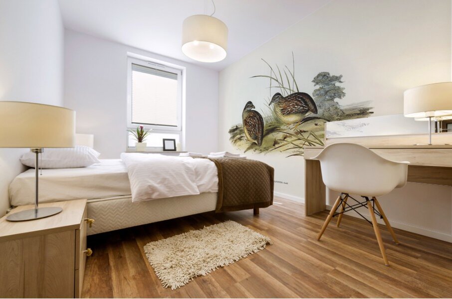 Chestnut-backed Hemipode Hemipodius castanotus illustrated by Elizabeth Gould 1804–1841 for John Gould’s 1804-1881 Birds of Australia  Mural print