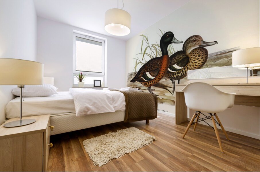 Chesnut-breasted Duck Anas punctata illustrated by Elizabeth Gould 1804–1841 for John Gould’s 1804-1881 Birds of Australia  Mural print