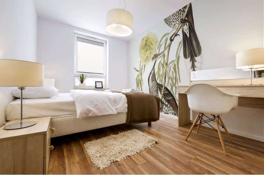 Lunulated Wattle Bird Anthochaera lunulata illustrated by Elizabeth Gould 1804–1841 for John Gould’s 1804-1881 Birds of Australia  Mural print