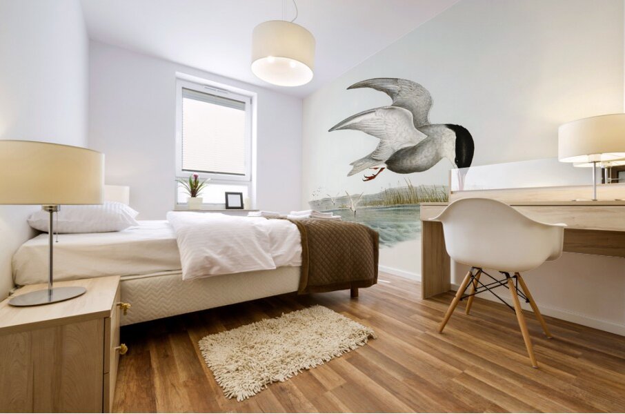 Marsh Tern Hydrochelidon fluviatilis illustrated by Elizabeth Gould 1804–1841 for John Gould’s 1804-1881 Birds of Australia  Mural print