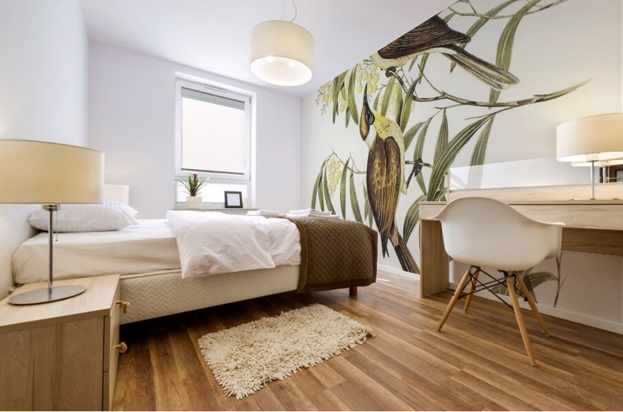 Yellow-throated Friar Bird Tropidorhynchus citreogularis illustrated by Elizabeth Gould 1804–1841 for John Gould’s 1804-1881 Birds of Australia  Mural print