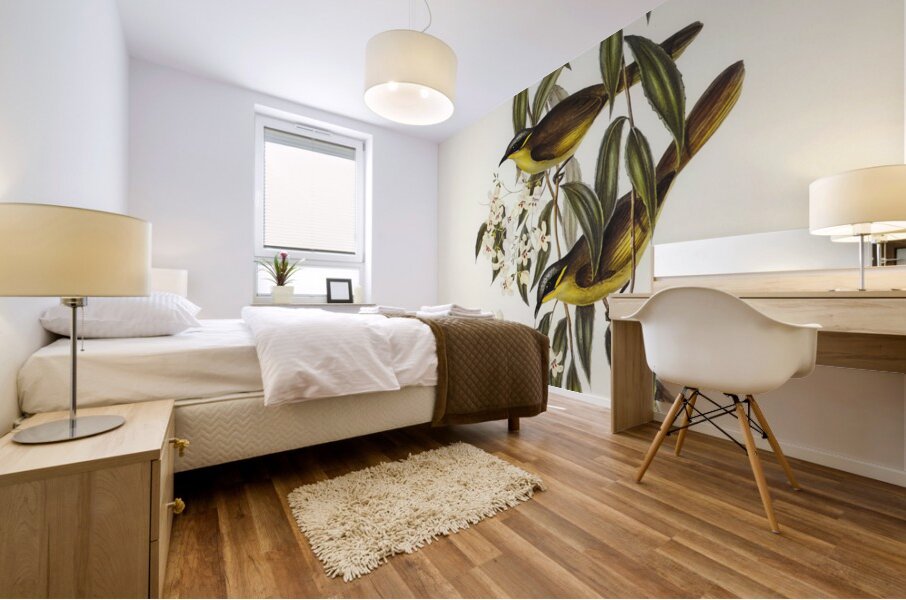 Wattle-cheeked Honey-eater Ptilotis cratitius illustrated by Elizabeth Gould 1804–1841 for John Gould’s 1804-1881 Birds of Australia  Mural print