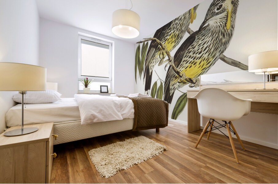 Graeat Wattled Honey-eater Anthochaera inauris illustrated by Elizabeth Gould 1804–1841 for John Gould’s 1804-1881 Birds of Australia  Mural print