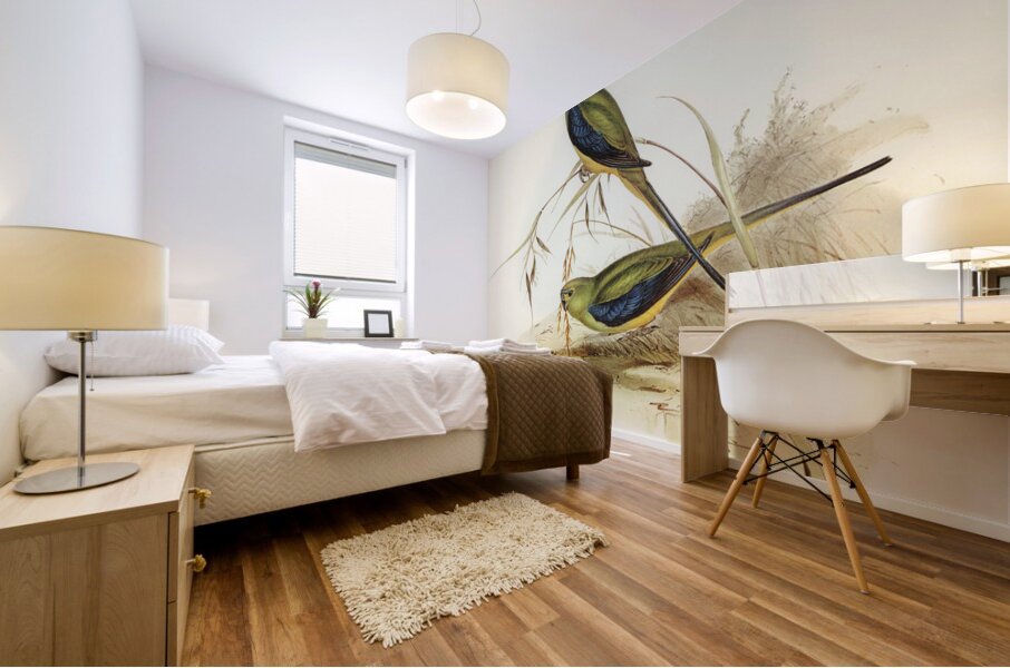 Ewings Fruit Pigeon Ptilinopus Ewingii illustrated by Elizabeth Gould 1804–1841 for John Gould’s 1804-1881 Birds of Australia  Mural print