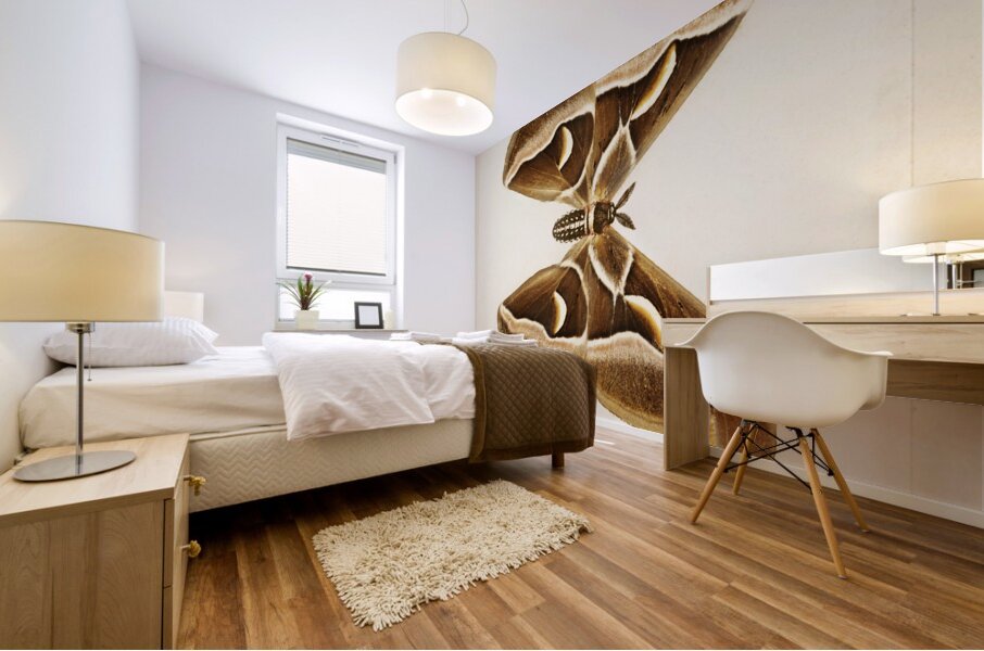 Ailanthus Silkmoth Attacus Cynthia from Moths and Butterflies of the United States 1900 by Sherman F. Denton 1856-1937.  Mural print