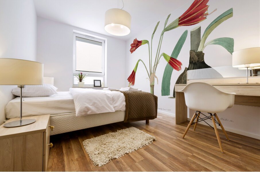 Habranthus phycelloides from Edwards Botanical Register 1829-1847  by Sydenham Edwards John Lindley and James Ridgway. Mural print