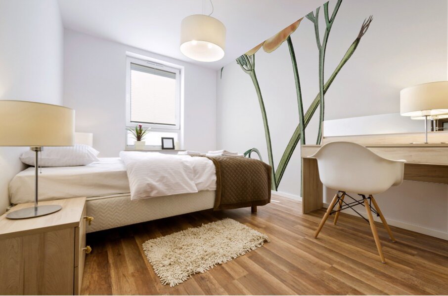 Saffron colored eschscholzia from Edwards Botanical Register 1829-1847  by Sydenham Edwards John Lindley and James Ridgway. Mural print