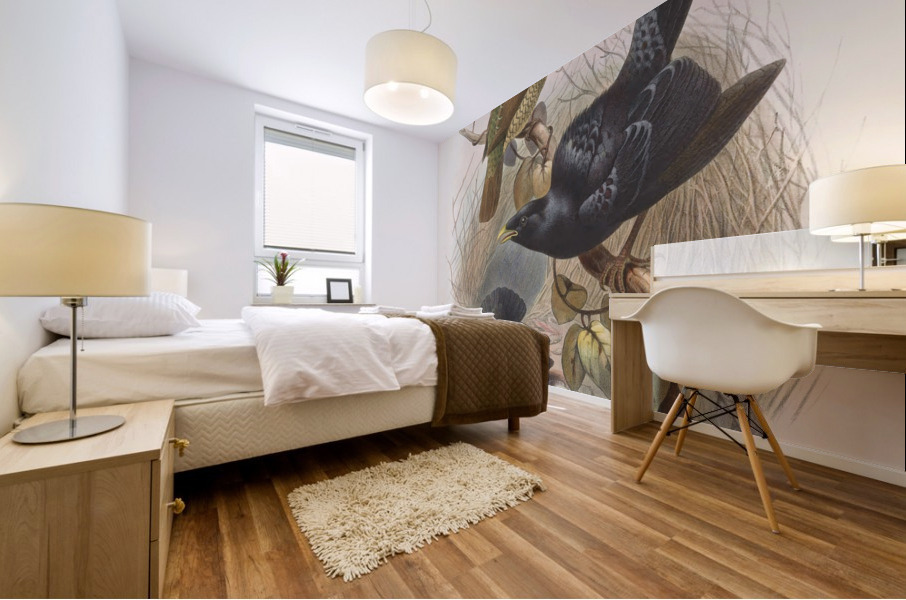 Ptilorhynchus violaceus 1873 Mural print