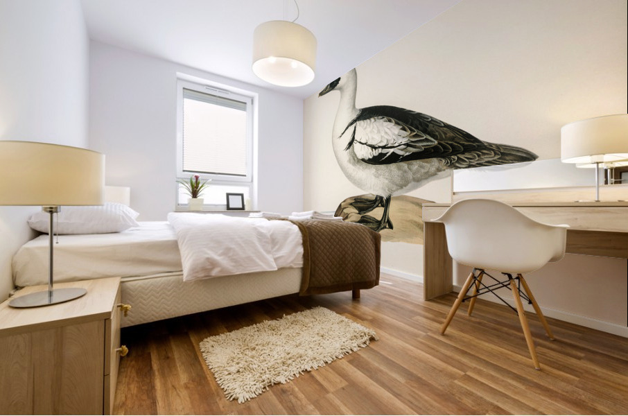 Mergellus albellus Mural print