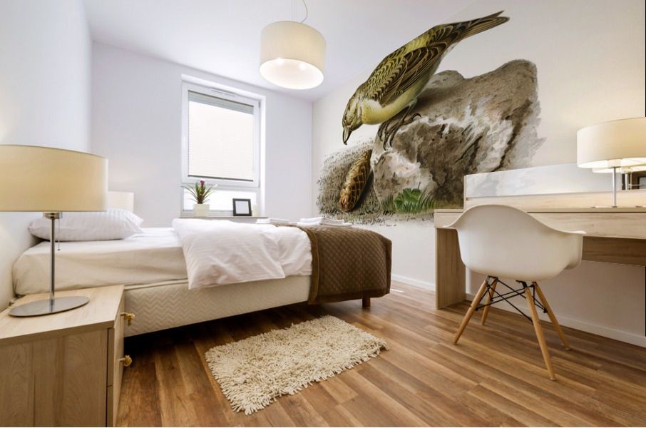 Parrot crossbill Loxia pytyopsittacus Mural print